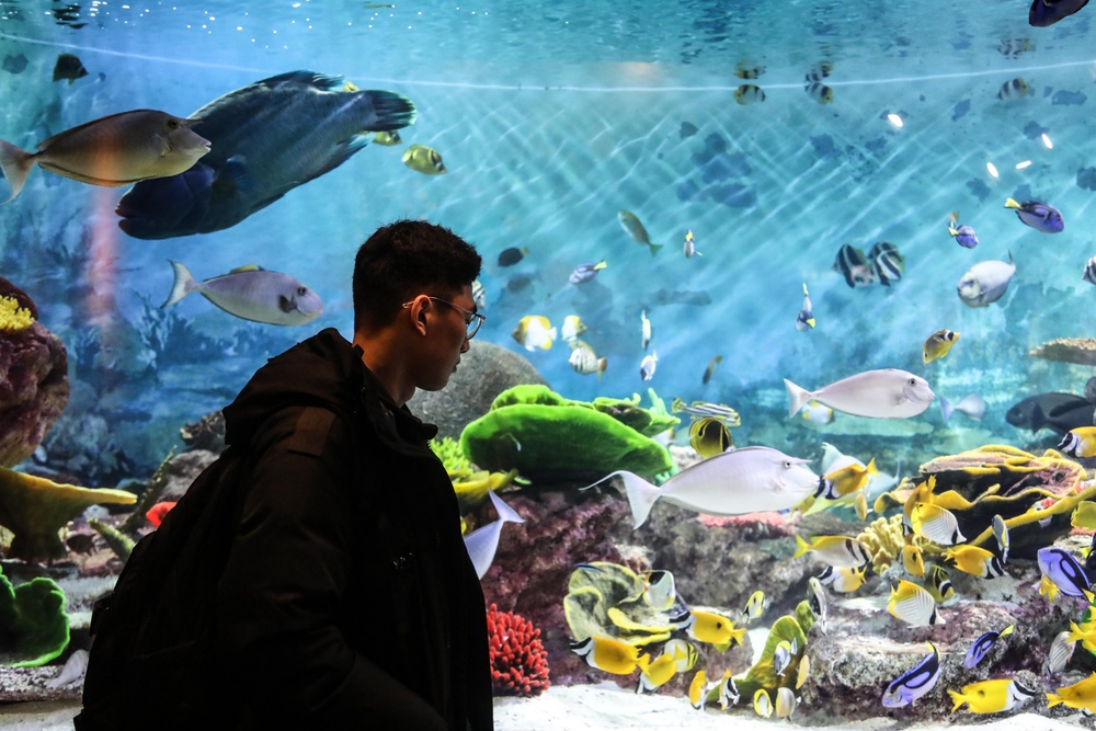 Camp Casey COEX Aquarium Tour