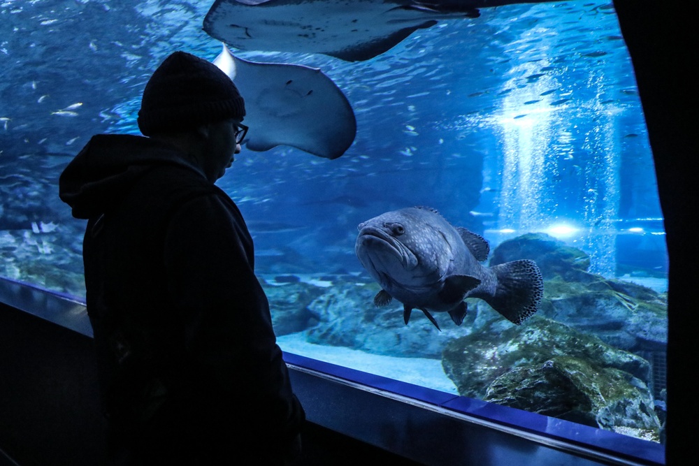 Camp Casey COEX Aquarium Tour