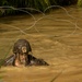 Jungle Warfare Training Center Hosts Jungle Religious Ministry Course
