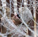 1st CEB Marines set up concertina wire to assist with border security mission