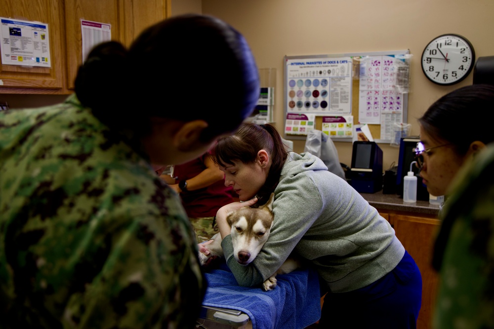 From Humans to Canines: NMRTC Twentynine Palms corpsmen cross-train with Army vets