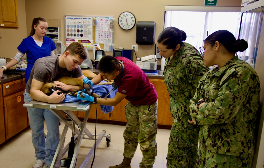 From Humans to Canines: NMRTC Twentynine Palms corpsmen cross-train with Army vets