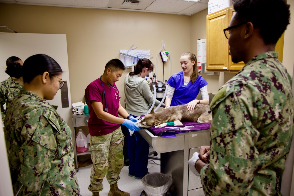 From Humans to Canines: NMRTC Twentynine Palms corpsmen cross-train with Army vets