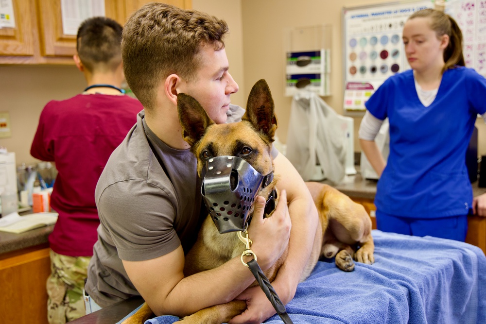 From Humans to Canines: NMRTC Twentynine Palms corpsmen cross-train with Army vets