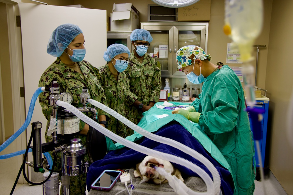 From Humans to Canines: NMRTC Twentynine Palms corpsmen cross-train with Army vets