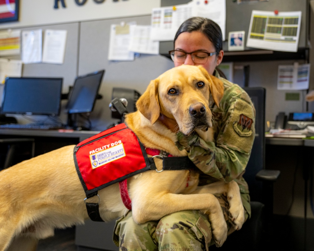 True North Therapy Dogs at Hill AFB