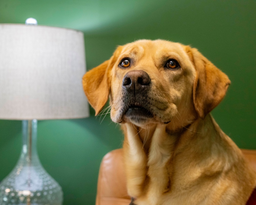 True North Therapy Dogs at Hill AFB