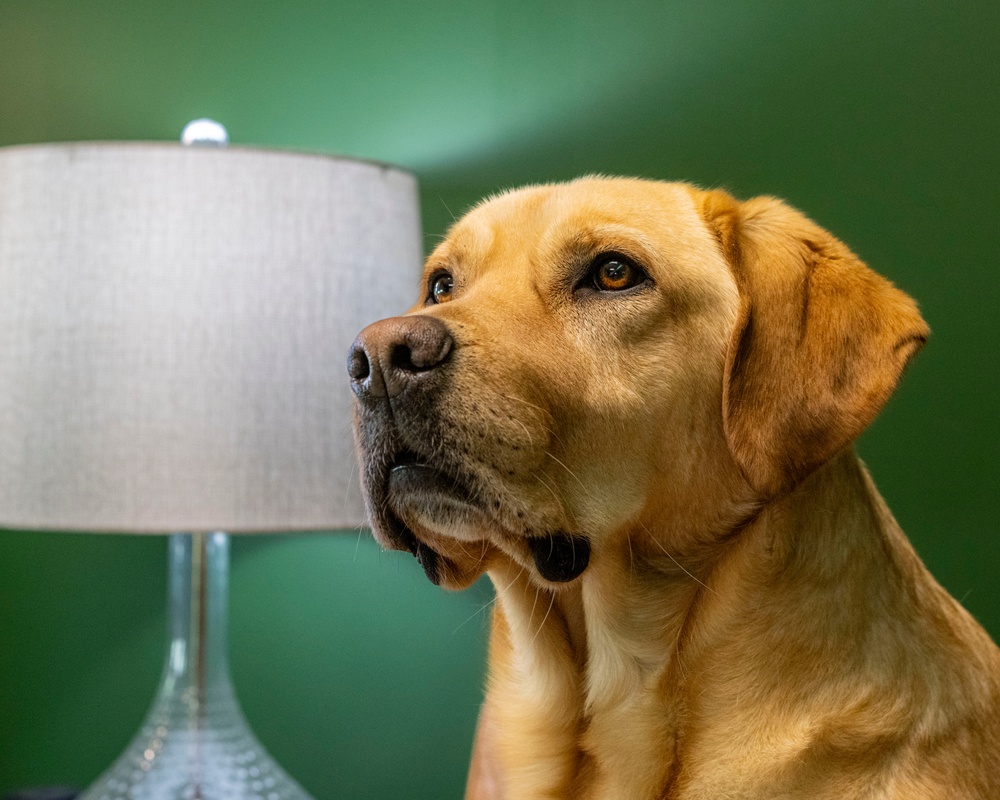 True North Therapy Dogs at Hill AFB