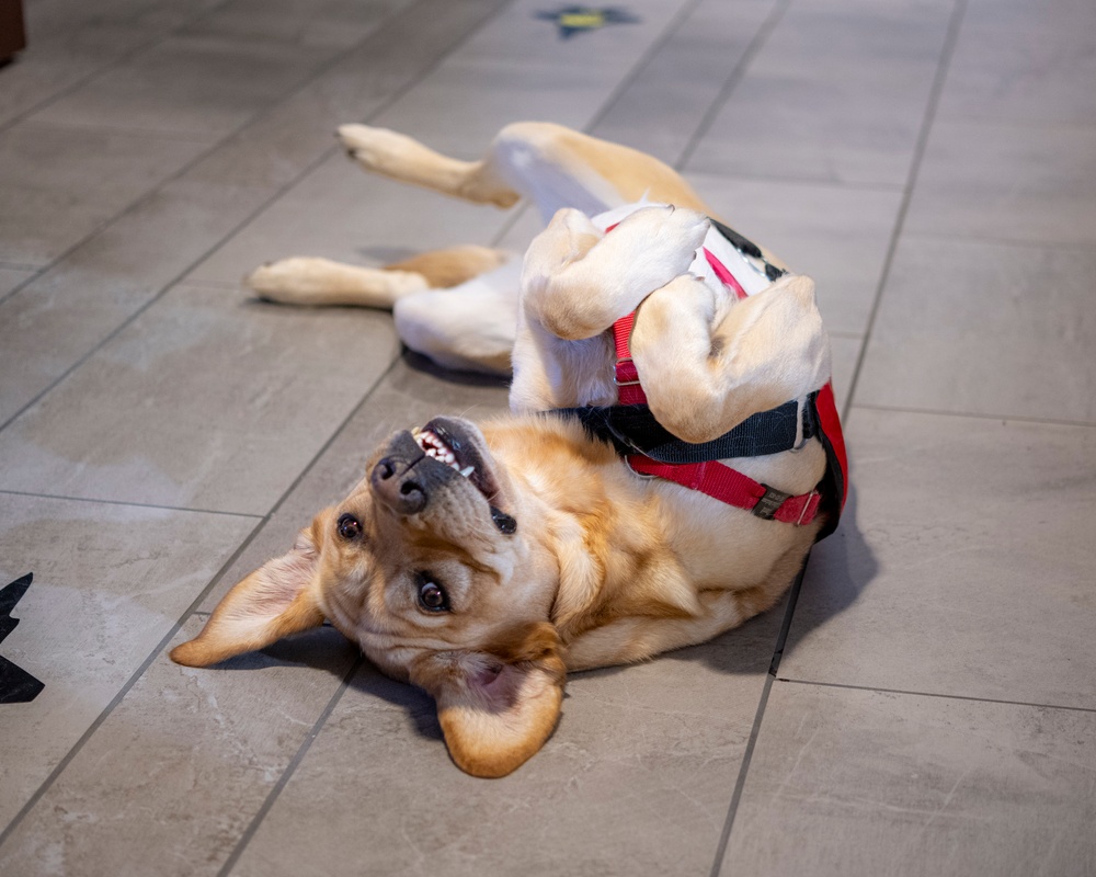 True North Therapy Dogs at Hill AFB