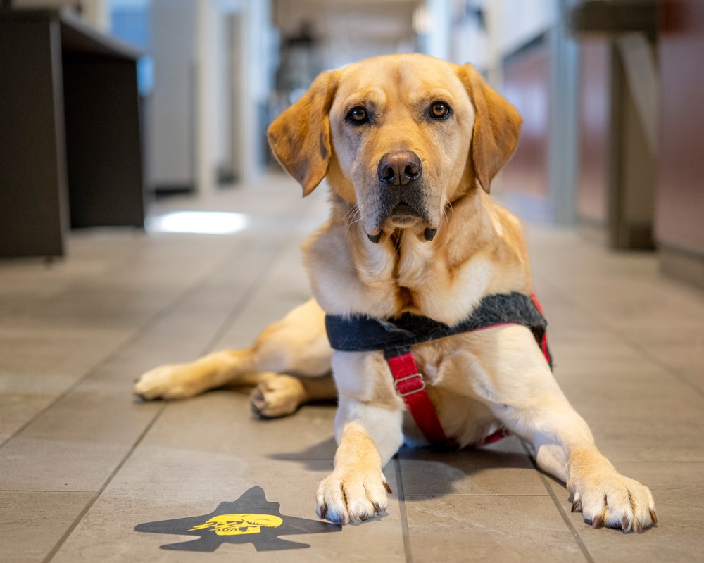 True North Therapy Dogs at Hill AFB