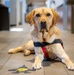 True North Therapy Dogs at Hill AFB