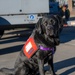 True North Therapy Dogs at Hill AFB