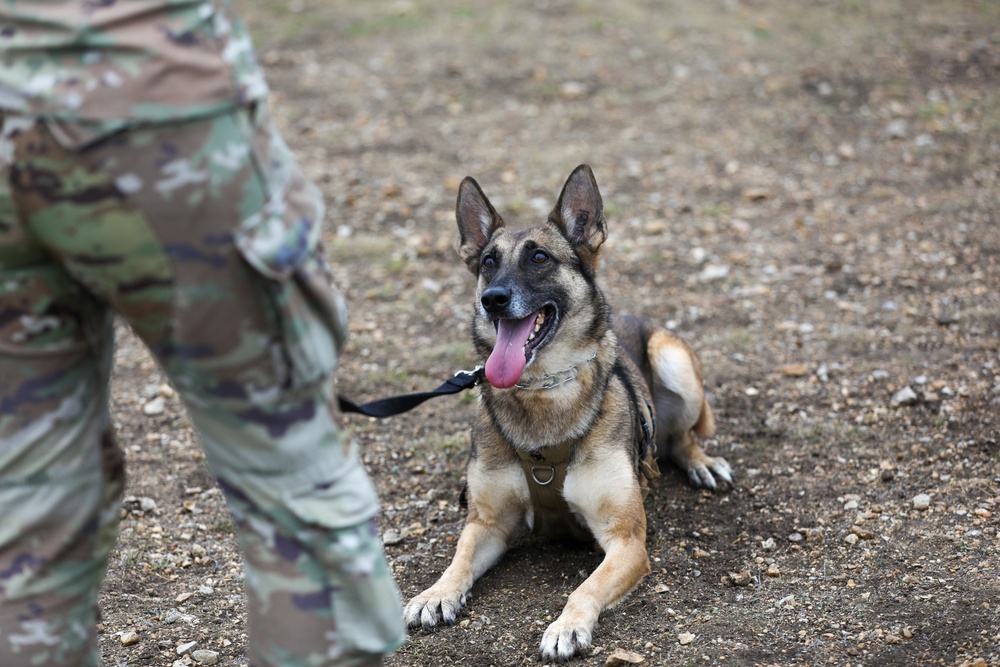 226th Military Working Dog Detachment Demonstration