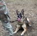 226th Military Working Dog Detachment Demonstration