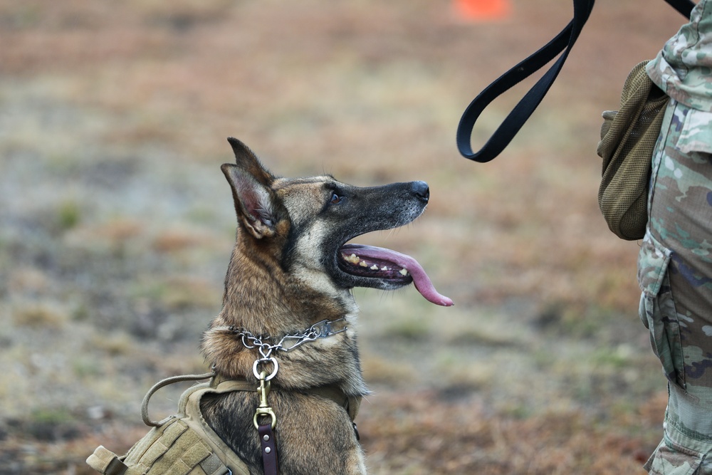 226th Military Working Dog Detachment Demonstration