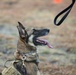 226th Military Working Dog Detachment Demonstration