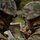 Corporals Course class 1-25 attend Jungle Warfare Training | 2025