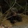 Corporals Course class 1-25 attend Jungle Warfare Training | 2025