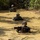 Corporals Course class 1-25 attend Jungle Warfare Training | 2025