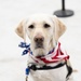 Arrival | Retired Navy LS2 Merry Garza (ret)| Service Animal