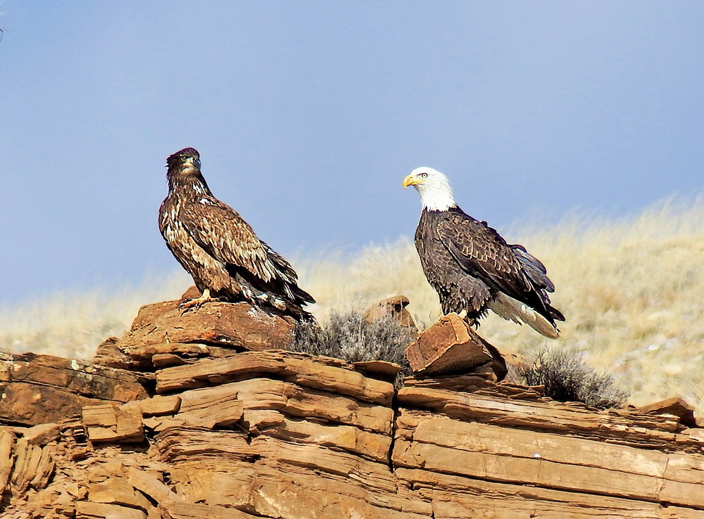 Volunteers spot 80 eagles at five USACE-Albuquerque District lakes during eagle watch surveys in January