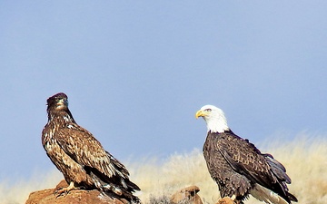 Volunteers spot 80 eagles at five USACE-Albuquerque District lakes during eagle watch surveys in January