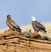 Volunteers spot 80 eagles at five USACE-Albuquerque District lakes during eagle watch surveys in January