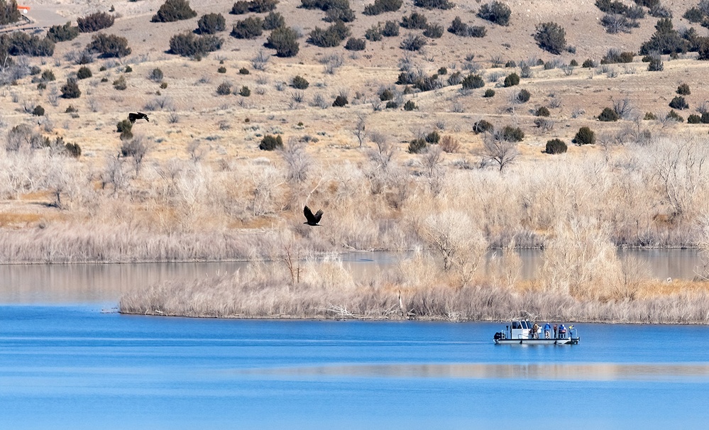 Volunteers spot 80 eagles at five USACE-Albuquerque District lakes during eagle watch surveys in January