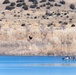 Volunteers spot 80 eagles at five USACE-Albuquerque District lakes during eagle watch surveys in January