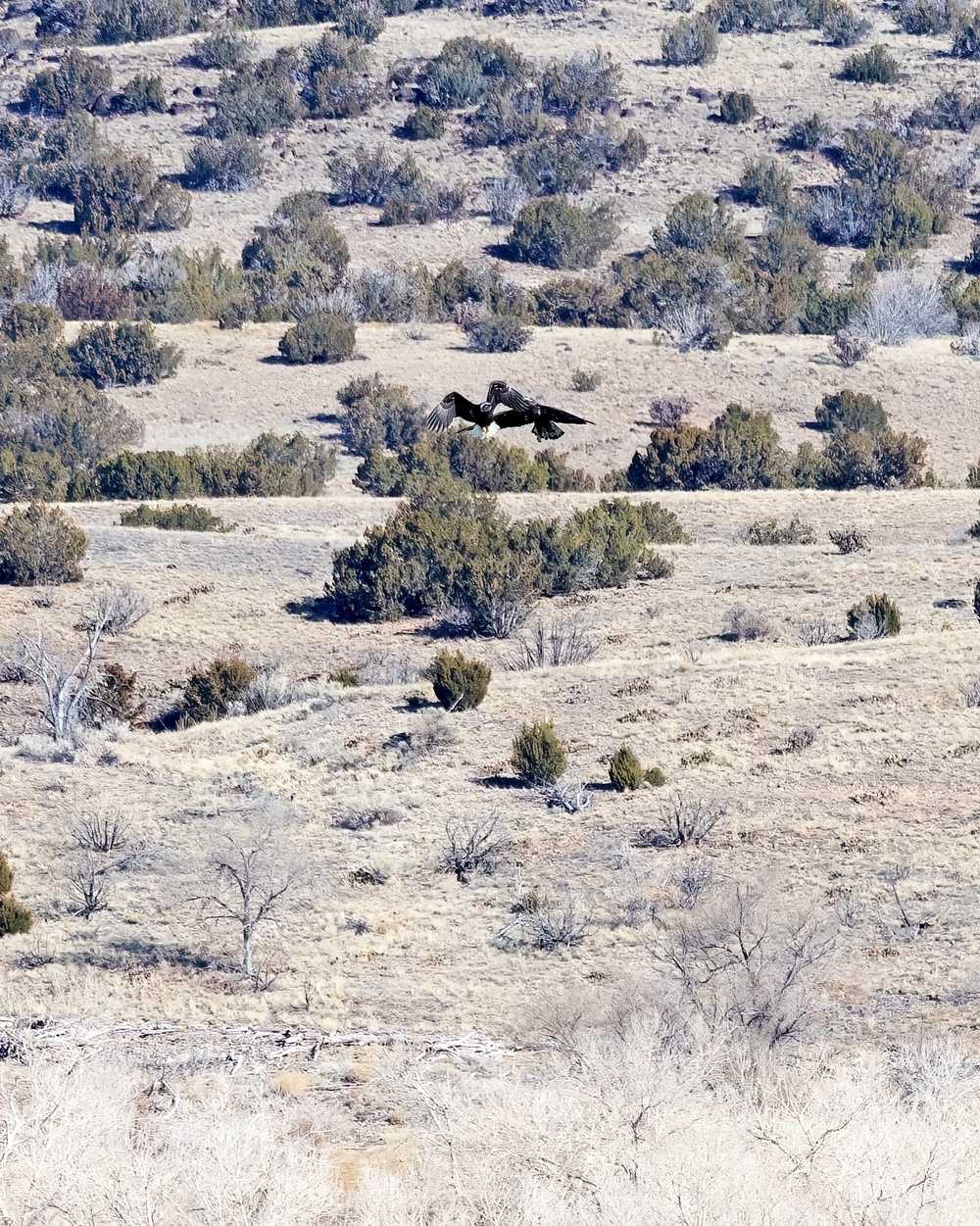 Volunteers spot 80 eagles at five USACE-Albuquerque District lakes during eagle watch surveys in January