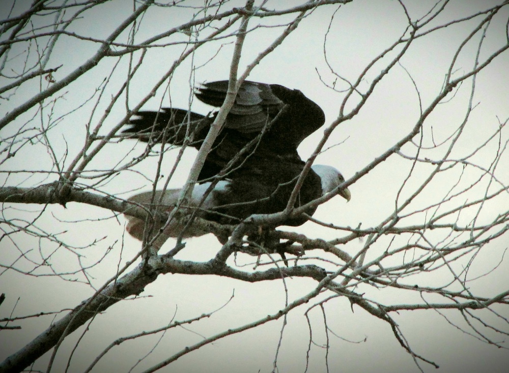 Volunteers spot 80 eagles at five USACE-Albuquerque District lakes during eagle watch surveys in January