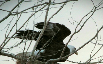 Volunteers spot 80 eagles at five USACE-Albuquerque District lakes during eagle watch surveys in January