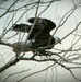 Volunteers spot 80 eagles at five USACE-Albuquerque District lakes during eagle watch surveys in January