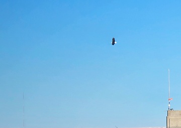 Volunteers spot 80 eagles at five USACE-Albuquerque District lakes during eagle watch surveys in January