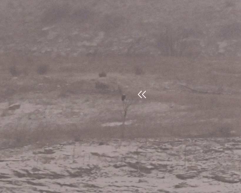 Volunteers spot 80 eagles at five USACE-Albuquerque District lakes during eagle watch surveys in January