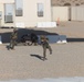 HMLA-269 hoists simulated casualties during SLTE 1-25