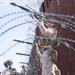 U.S. Marines place concertina wire to assist with border security mission