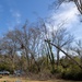 Hurricane Helene Recovery: Tree Cutting and Removal in Laurens County, Georgia.