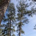 Hurricane Helene Recovery: Tree Cutting and Removal in Laurens County, Georgia.