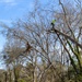 Hurricane Helene Recovery: Tree Cutting and Removal in Laurens County, Georgia.