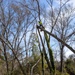 Hurricane Helene Recovery: Tree Cutting and Removal in Laurens County, Georgia.