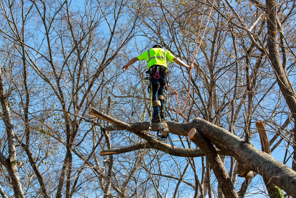 Hurricane Helene Recovery: Tree Cutting and Removal in Laurens County, Georgia.