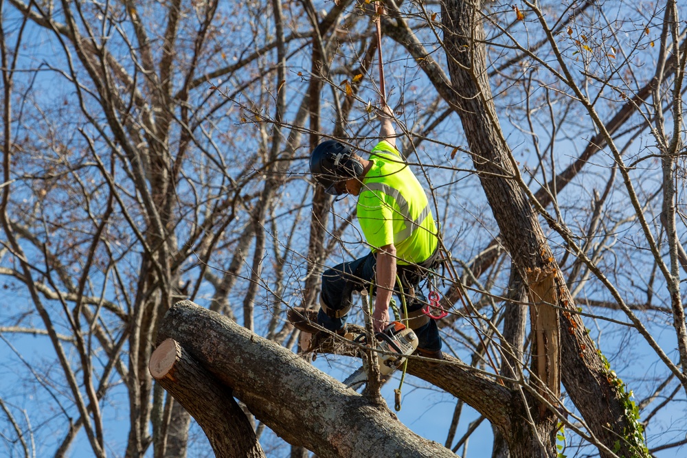 Hurricane Helene Recovery: Tree Cutting and Removal in Laurens County, Georgia.