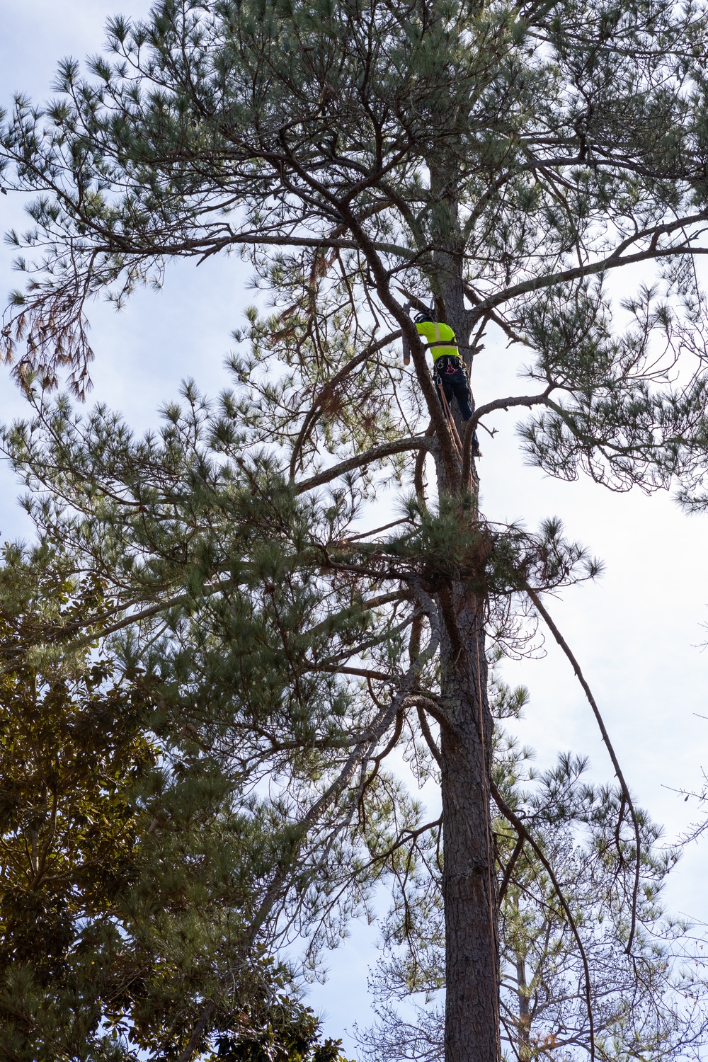 Hurricane Helene Recovery: Leaners and Hangers Removal Laurens County, Georgia.
