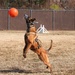 Department of Defense Staff visit 2d MWD Detachment