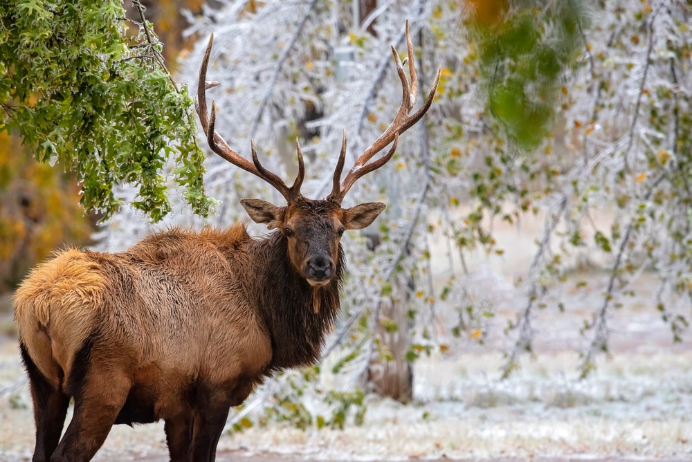 Record Elk Harvest, Aerial Hog Control Mark Successful Year at Fort Sill