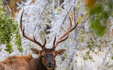 Record Elk Harvest, Aerial Hog Control Mark Successful Year at Fort Sill