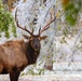 Record Elk Harvest, Aerial Hog Control Mark Successful Year at Fort Sill