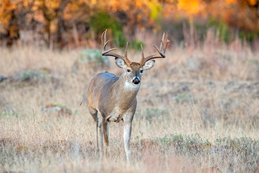 Record Elk Harvest, Aerial Hog Control Mark Successful Year at Fort Sill