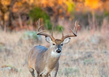 Record Elk Harvest, Aerial Hog Control Mark Successful Year at Fort Sill